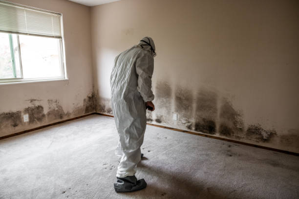 Ocklawaha, FL Mold Inspection, Removal & Remediation Company