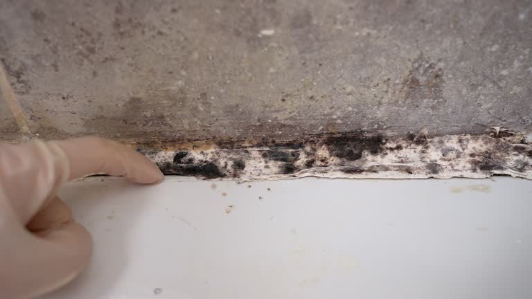 Best Asbestos and Lead Testing During Mold Inspection  in Ocklawaha, FL